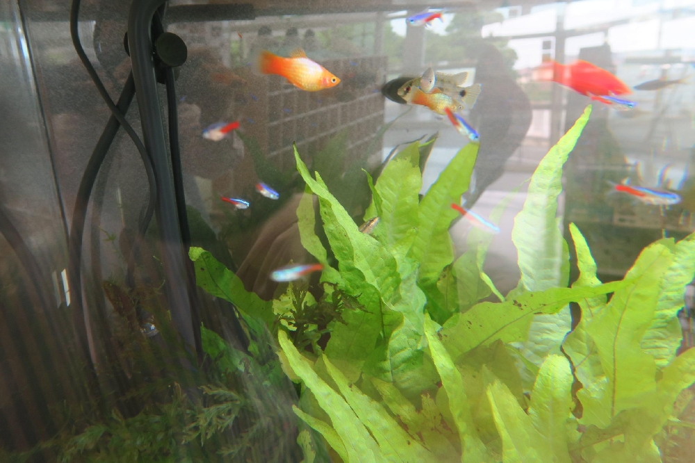 水槽の魚たち