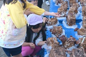 きのこの教室